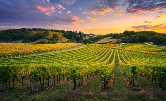 Les cépages incontournables pour le vin et comment les déguster comme un pro